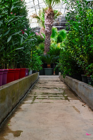 Wet concrete walkway winding through lush green plants and potted palm trees inside a plant nursery during daytimeの写真素材