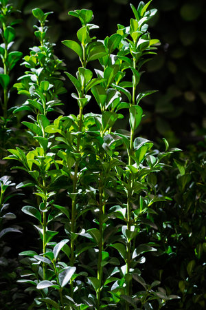 Fresh green boxwood leaves growing vertically, catching natural sunlight against a dark background, symbolizing growth and natureの写真素材