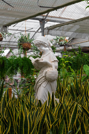 Statue of a woman reading a book, standing among snake plants and lush foliage inside a bright greenhouseの写真素材