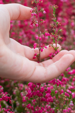 Hand gently cradling delicate pink heather sprigs, symbolizing care, growth, nature, and environmental protectionの写真素材