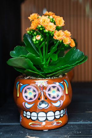 Orange kalanchoe flowers growing from a vibrant, colorful sugar skull-shaped pot. Celebrating...