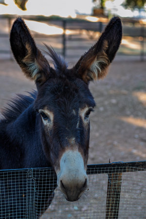 Donkey observing viewer with curious expression, standing behind wire mesh fence in a rural farm environmentの写真素材