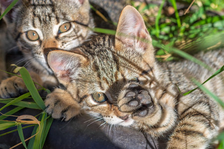 Two playful tabby kittens resting and interacting in green grass, one kitten covering its face with its pawの写真素材