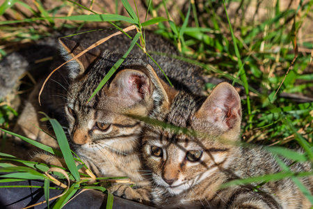 Two tabby kittens huddled in sunlit green grass, sharing warmth and companionship in a tender outdoor momentの写真素材