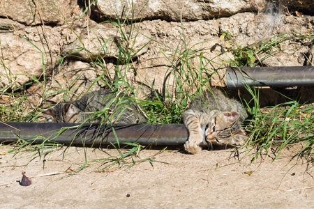 Tabby kittens interacting with a metal pipe, one playing with paws, the other resting in the shade of the tall grassの写真素材