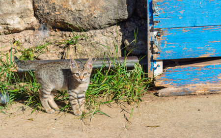 Tabby kitten with striped fur looking directly at the viewer, standing on concrete next to a weathered blue door and stone wallの写真素材