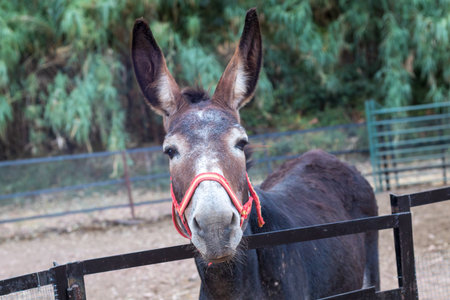 Donkey wearing a red halter looking at the viewer in a rural outdoor setting, representing farm life and livestockの写真素材