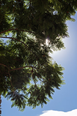 Tree canopy with abundant green foliage and branches, filtering direct bright sunlight creating a natural glow against blue skyの写真素材