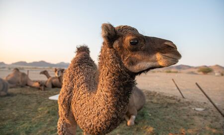 Small camel (Hashi) in the barn in the Kingdom of Saudi Arabiaの写真素材