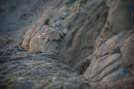 a cat sitting on rock of a mountainの写真素材