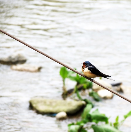 swallow in the garden near my houseの写真素材