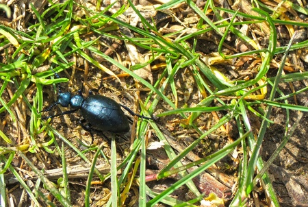 Flour beetle  Tribolium destructor  isolated on white background  Macro photo の写真素材