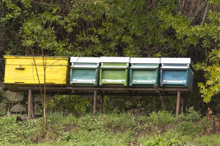 beehive in my gardenの写真素材