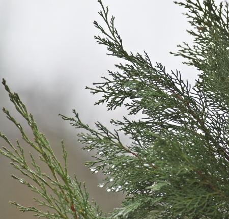 close up of a pineの写真素材