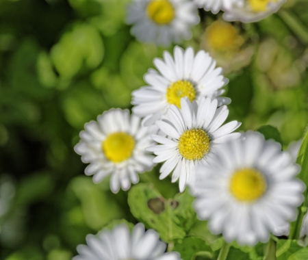 white daisy in a fieldの写真素材