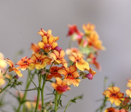 Orange Erysimum in a wallの写真素材