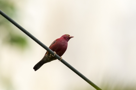 Red billed fire-finchの写真素材