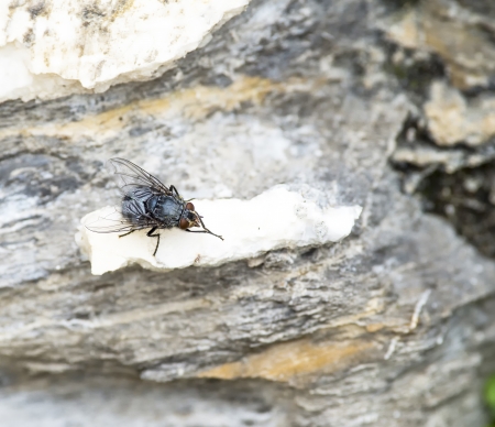 black fly on a stone