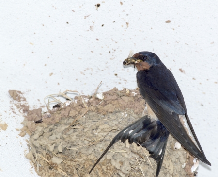 swallow inside a houseの写真素材