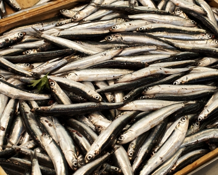 anchovy in a market in la speziaの写真素材