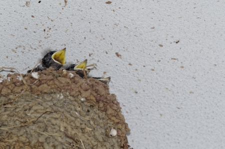 baby swallow in a nestの写真素材