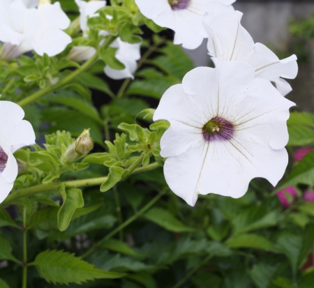 petunia flower in my gardenの写真素材