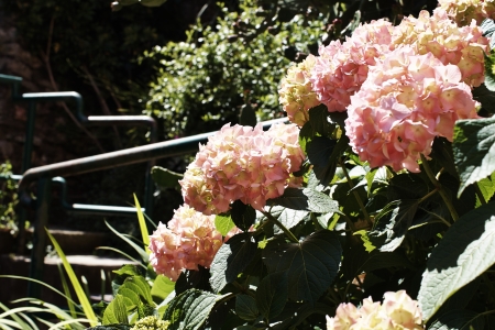 hortensia in my garden in la spezia