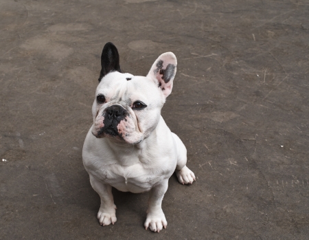 beautiful french buldog in a gardenの写真素材
