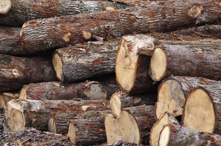 pile of log in a factory in la spezia