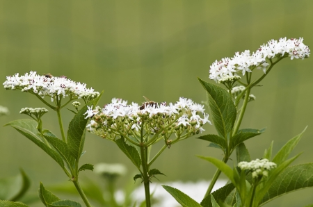 flower of sambucus in a garden of my friend