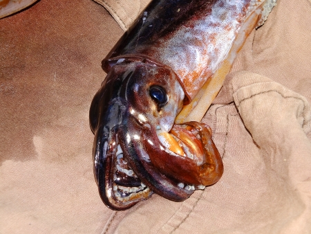 shid fished in the ocean in summer timeの写真素材