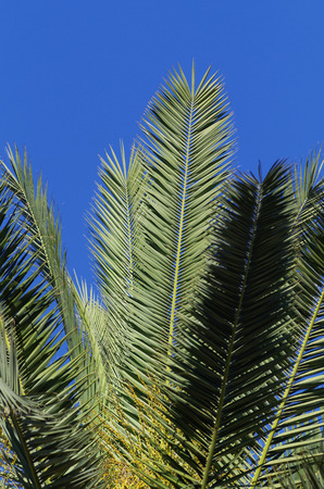 photo of palms against blue skyの写真素材