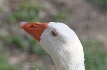 close up of white duck in a meadowの写真素材