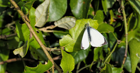 butterfly called cavolaia in my gardenの写真素材