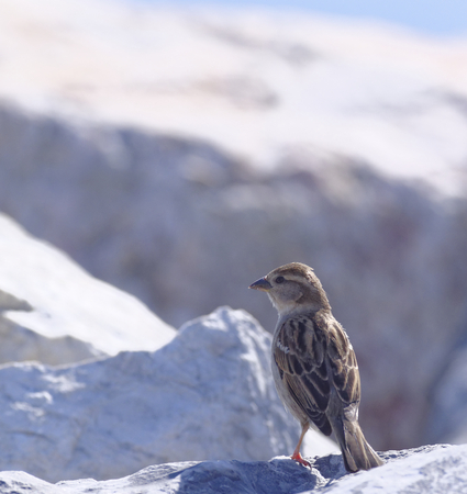 sparrow on top a rock in la speziaの写真素材