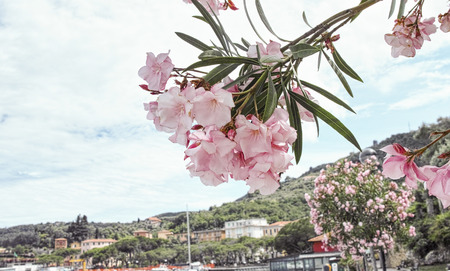 beautiful oleander in a garden of fezzano , a littke village near la speziaの写真素材