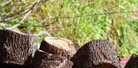 chopped wood in a garden in la spezia near my house
