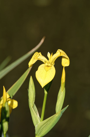yellow iris in a garden near my houseの写真素材