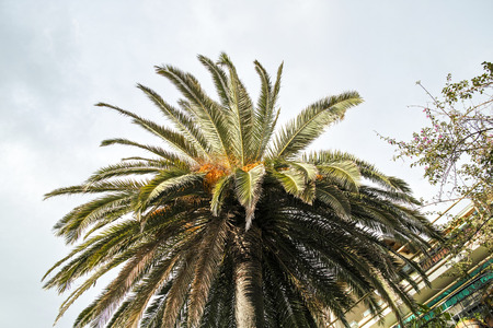 tree of palm in a beautiful village near la speziaの写真素材