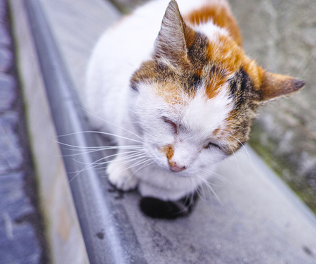 beautiful old cat in a garden of my friendの写真素材