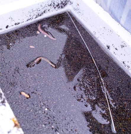 photo of sandworm called arenicola in a box ready for fishing