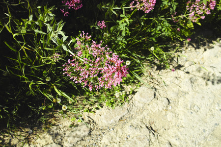 centranthum
