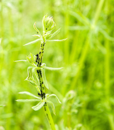 ant and aphidis on top a plant in a garden