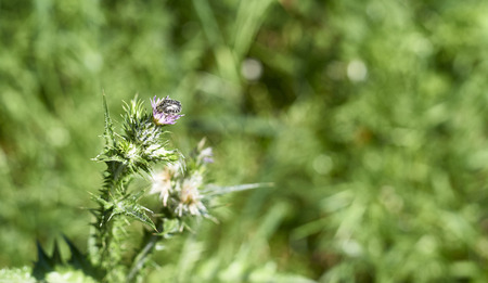 Oxythyrea funesta on top a flower of cardus