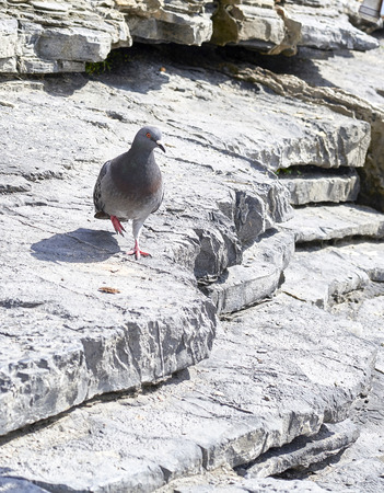 pigeon on top a stone in Portovenereの写真素材