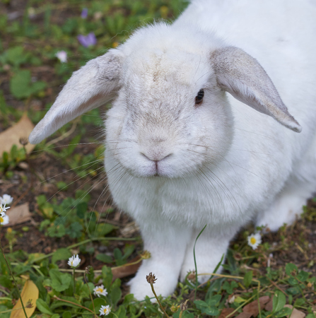 detail of a white rabbit in a field in la speziaの写真素材