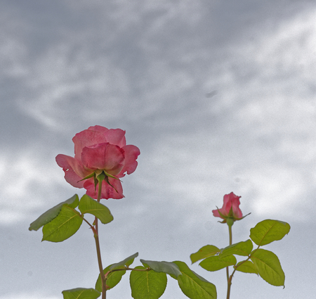 detail of pink roses in a gardenの写真素材