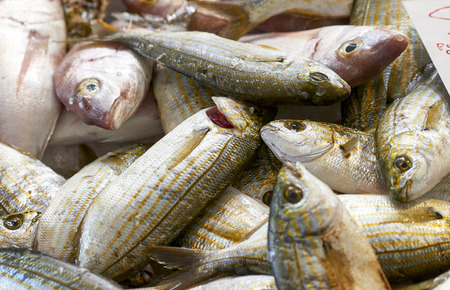 detail of Sarpa salpa  Salema porgy in a fishmarket in italy