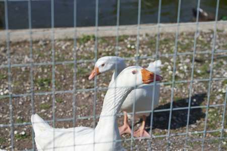 detail of a white duck inside a corralの写真素材