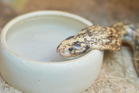 detail of a cape cobra inaの写真素材
